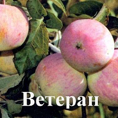 Яблоня "Ветеран"